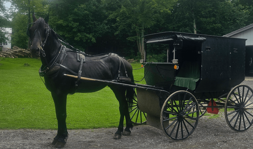COUNTRY BUGGY TOURS