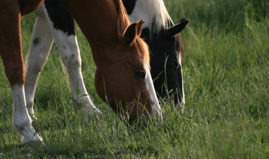 PONY RIDES